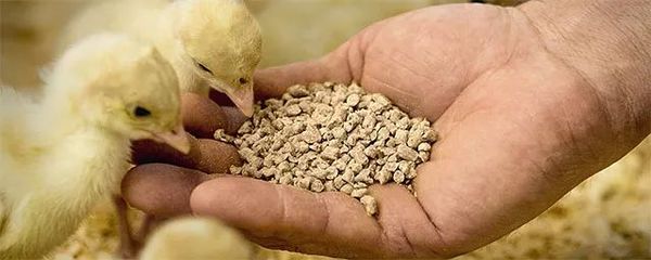 智能防霉剂 开启饲料安全存储新篇章