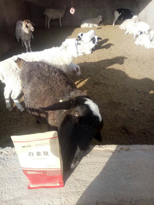 拜特威牛羊催肥王 科学增重，厂家直销，助您养殖效益倍增